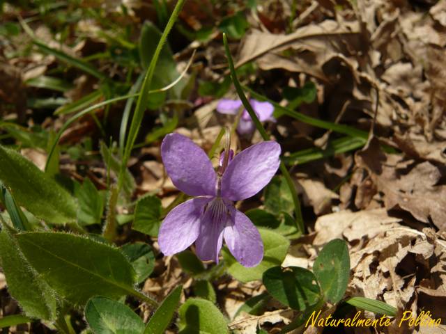 Viole da determinare